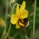 Hummel (Bombus spec.)