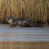 Fischotter (Lutra lutra)