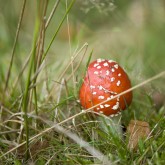 Fliegenpilz (Amanita muscaria)