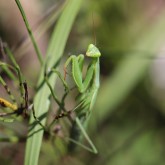 Europäische Gottesanbeterin (Mantis religiosa)