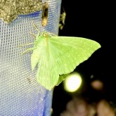 Nachtfalter am Licht