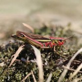 Sumpfschrecke (Stetophyma grossum)