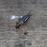 Westlicher Ohrwurm (Forficula dentata)
