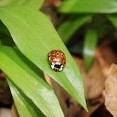 Augen-Marienkäfer
