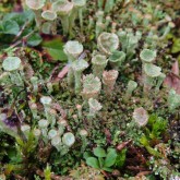 Warzige Trompetenflechte (Cladonia pocillum)