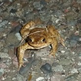 Erdkröte auf Wanderschaft
