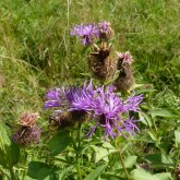 Perückenflockenblume