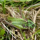Warzenbeißer (Decticus verrucivorus)