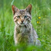 Wildkatze (Felis silvestris), Foto: Christian Breuer