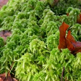 Torfmooos (Sphagnum spec.)