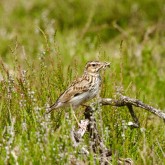 Heidelerche (Lullula arborea)