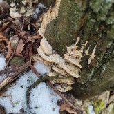 Treppenförmiger Steifporling (Oxyporus populinus)