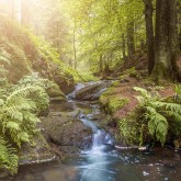 Bach im Wald