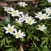 Busch-Windröschen (Anemone nemorosa)