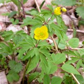 Gelbes Windröschen (Anemone ranunculoides)