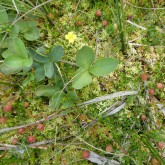 Moorvegetation