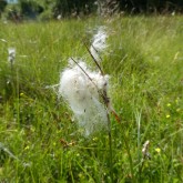 Schmalblättriges Wollgras (Eriophorum angustifolium)