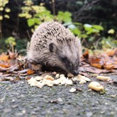 Igel © observation.org/ksh
